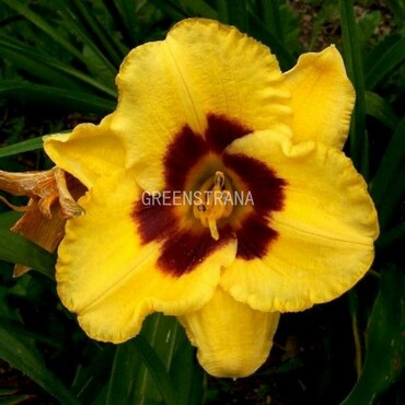 Лилейник гибридный Блэкберри Кенди (Hemerocallis x hybrida 'Blackberry Candy')
