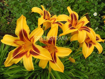 Лилейник гибридный Бонанза (Hemerocallis x hybrida 'Bonanza')