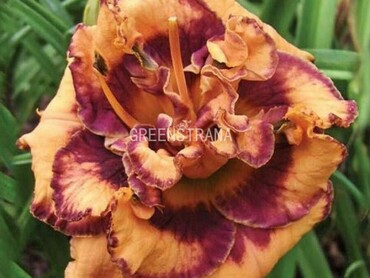 Лилейник гибридный Иксплодид Пампкин (Hemerocallis x hybrida 'Exploded Pumpkin')
