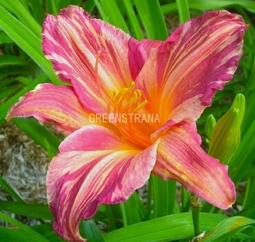 Лилейник гибридный Пинк Страйпс (Hemerocallis x hybrida 'Pink Stripes')