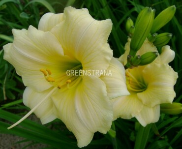 Лилейник гибридный Прешиес Доро (Hemerocallis x hybrida 'Precious Doro')