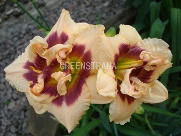 Лилейник гибридный Росвита (Hemerocallis x hybrida 'Roswitha')