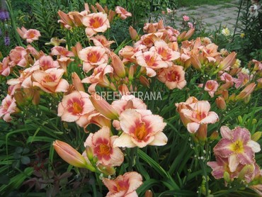 Лилейник гибридный Строберри Кэнди (Hemerocallis x hybrida 'Strawberry Candy')
