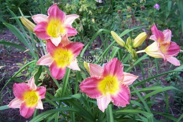 Лилейник гибридный Файнал Тач (Hemerocallis x hybrida 'Final Touch')