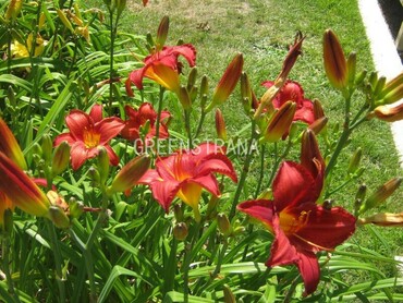 Лилейник гибридный Чикаго Апач (Hemerocallis x hybrida 'Chicago Apache')