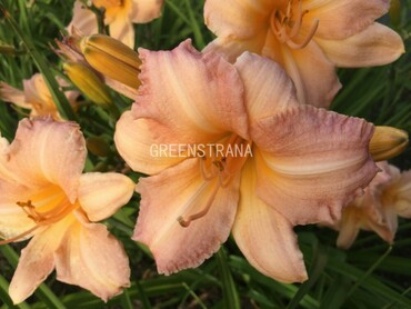 Лилейник гибридный Чилдренс Фестиваль (Hemerocallis x hybrida 'Children\'s Festival')
