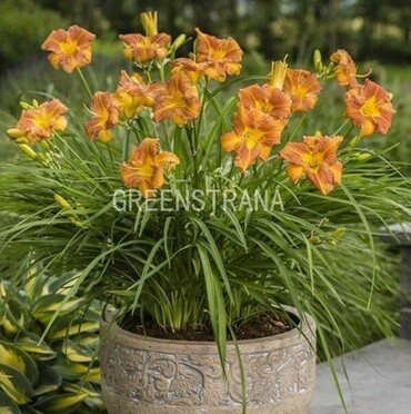 Лилейник гибридный Эвери Дейлили Бронз (Hemerocallis x hybrida 'EveryDaylily Bronze')