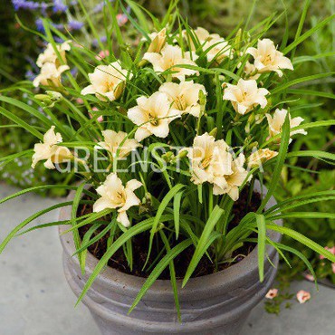 Лилейник гибридный Эвери Дейлили Крим (Hemerocallis x hybrida 'EveryDaylily Cream')