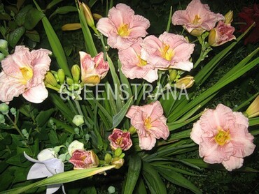 Лилейник гибридный Эвери Дейли Роуз (Hemerocallis x hybrida 'EveryDaylily Rose')