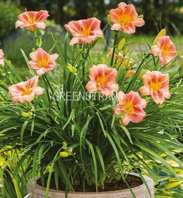 Лилейник гибридный Эвери Дейлили Сериз (Hemerocallis x hybrida 'EveryDaylily Cerise')