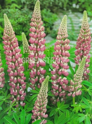 Люпин многолистный Зе Чейтелен (Lupinus polyphyllus 'Le Chatelaine')