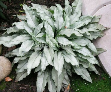 Медуница гибридная Мажести (Pulmonaria 'Majeste')