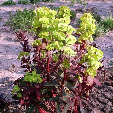 Молочай миндальный Пурпуреа (Euphorbia amygdaloides 'Purpurea')