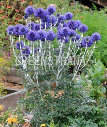 Мордовник обыкновенный Вейчс Блу (Echinops ritro 'Veitch\'s Blue')