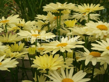 Нивяник великолепный Бродвей Лайтс (Leucanthemum x superbum 'Broadway Lights')