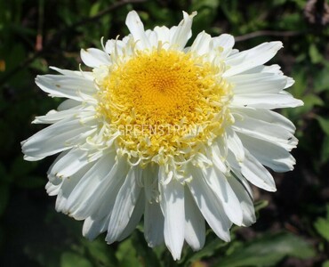Нивяник великолепный Реал Глори (Leucanthemum x superbum 'Real Glory')