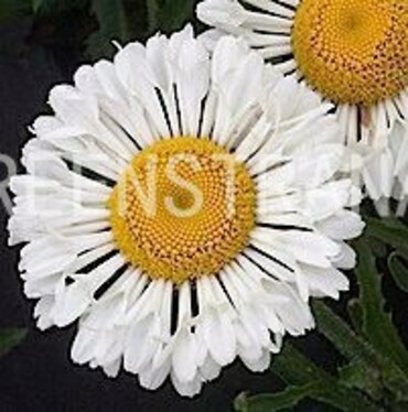 Нивяник великолепный Реал Нит (Leucanthemum x superbum 'Real Neat')