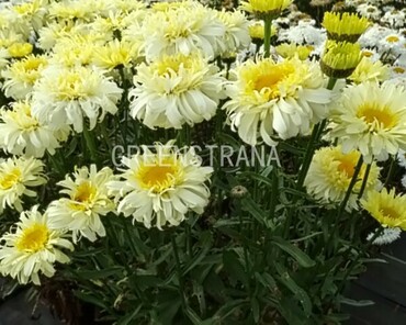 Нивяник великолепный Реал Чармер (Leucanthemum x superbum 'Real Charmer')