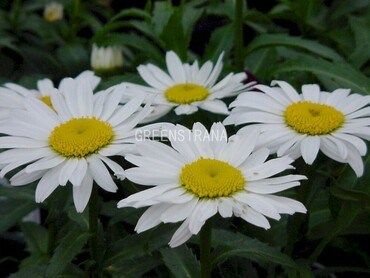 Нивяник наибольший Сноукэп (Leucanthemum maximum 'Snowcap')