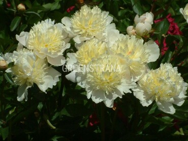 Пион травянистый Лаура Десерт (Paeonia lactiflora 'Laura Dessert')