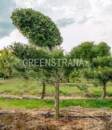 Вяз мелколистный 'Ulmus parvifolia'