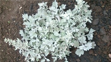Полынь Стеллера Морис Форм (Artemisia stelleriana 'Mori's Form')