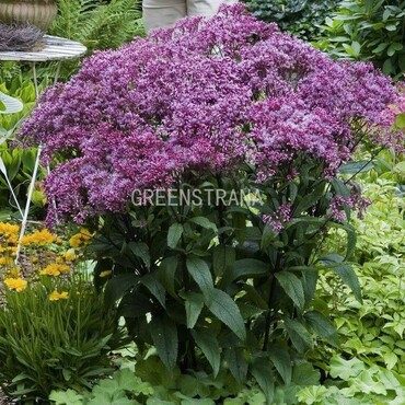 Посконник пятнистый Ризенширм (Eupatorium maculatum 'Riesenschirm')