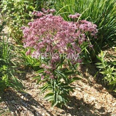 Посконник сомнительный Литтл Джо (Eupatorium dubium 'Little Joe')