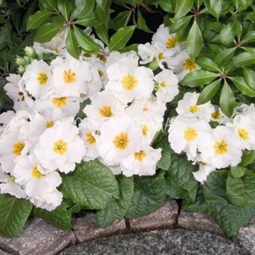 Примула высокая Пиано Вайт (Primula elatior 'Piano White')