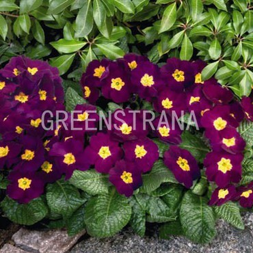 Примула высокая Пиано Виолет (Primula elatior 'Piano Violet')