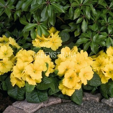 Примула высокая Пиано Йеллоу (Primula elatior 'Piano Yellow')