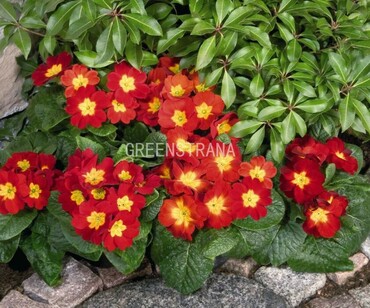 Примула высокая Пиано Ред (Primula elatior 'Piano Red')