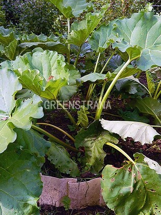 Ревень волнистый Канада Ред (Rheum rhabarbarum 'Canada Red')