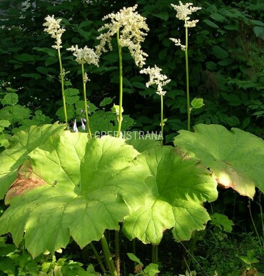 Роджерсия пластинчатая (Rodgersia podophylla)
