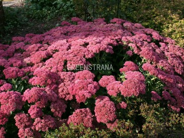 Очиток телефиум Хербстфройде (Sedum telephium 'Herbstfreude')
