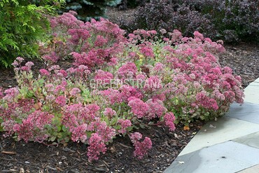Очиток гибридный Вера Джамесон (Sedum 'Vera Jameson')