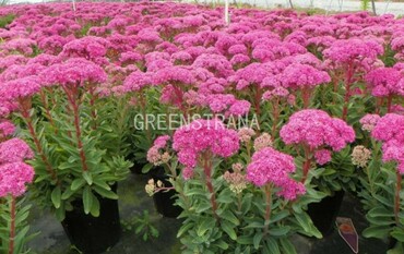 Очиток гибридный Манстед Дарк Ред (Sedum 'Munstead Dark Red')