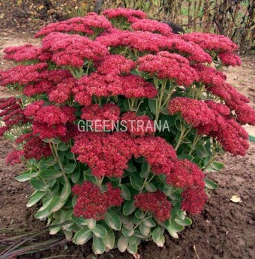 Очиток гибридный Мини Джой (Sedum 'Mini Joy')