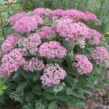 Очиток гибридный Аббей Дор (Sedum 'Abbey Dore')