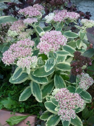 Очиток гибридный Элсис Голд (Sedum 'Elsie's Gold')