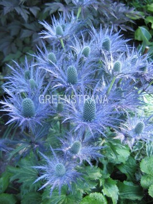 Синеголовник альпийский (Eryngium alpinum)