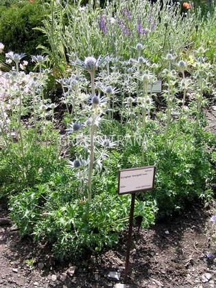 Синеголовник Бурже (Eryngium bourgatii)