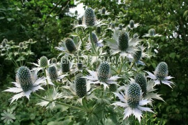 Синеголовник гигантский (Eryngium giganteum)