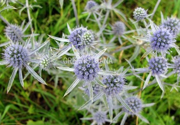 Синеголовник плосколистный Блау Цверг (Eryngium planum 'Blauer Zwerg')