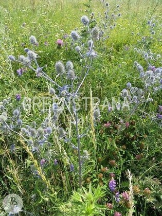 Синеголовник плосколистный Глиттер (Eryngium planum 'Glitter')