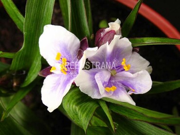 Традесканция Андерсона Билберри Айс (Tradescantia x andersoniana 'Bilberry Ice')