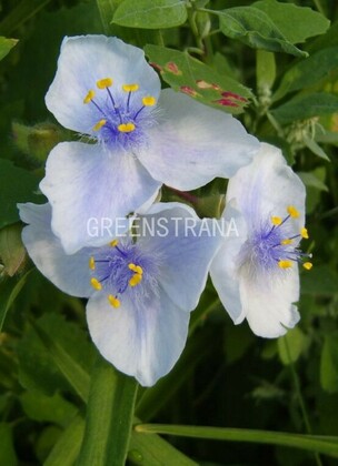 Традесканция Андерсона Оспрэй (Tradescantia x andersoniana 'Osprey')
