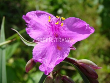 Традесканция Андерсона Ред Грейп (Tradescantia x andersoniana 'Red Grape')