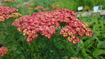 Тысячелистник обыкновенный Триколор (Achillea millefolium 'Tricolor')