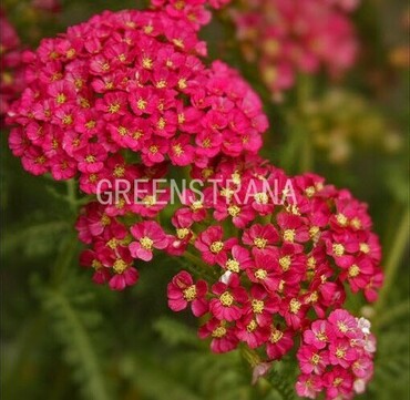 Тысячелистник Тутти Фрутти Помгранат (Achillea 'Tutti Frutti Pomegranate')